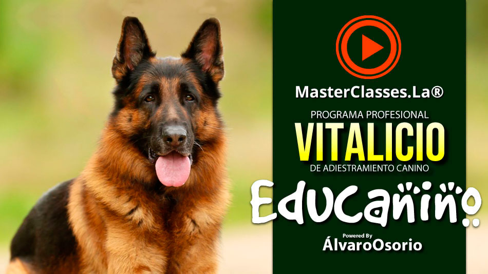 EDUCANINO